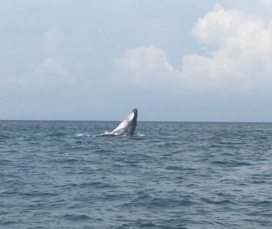 panama whale watching