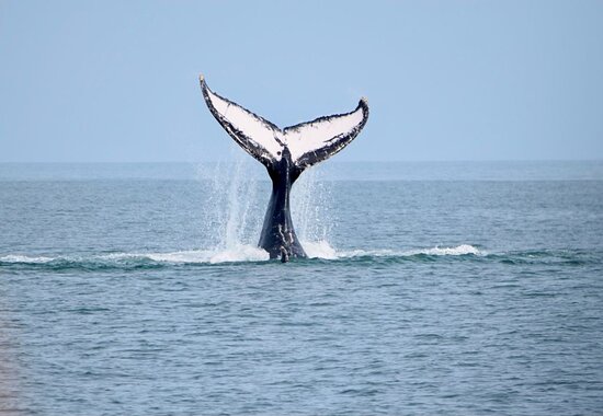 whale watching panama