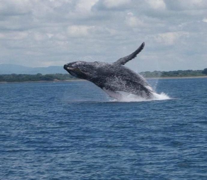 ballenas jorobadas panama