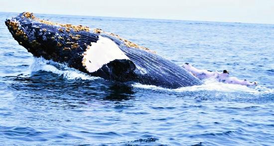 avistamiento de ballenas Panamá