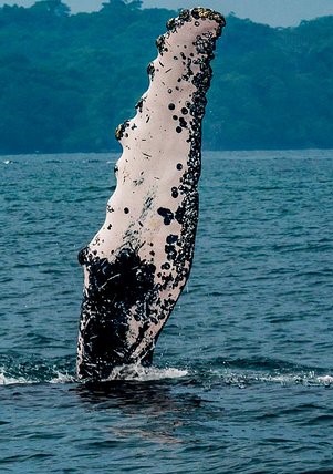 avistamiento de cetáceos panamá